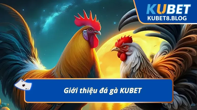 Thông tin đáng chú ý về sảnh đá gà KUBET đẳng cấp