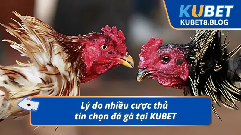 Trải nghiệm hoàn hảo cùng siêu phẩm đá gà KUBET