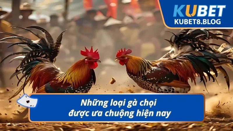 Thế giới gà chọi phong phú với nhiều giống gà nổi tiếng từ các quốc gia khác nhau