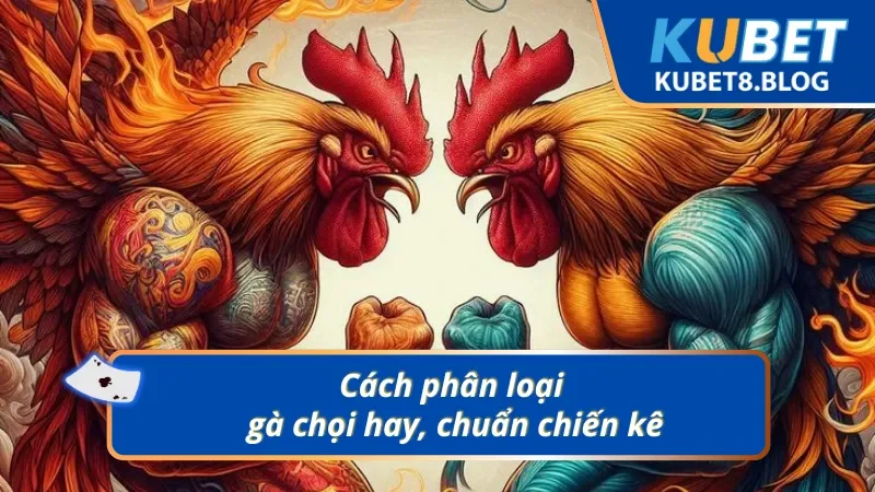 Chiến kê chuẩn thường có dáng đứng oai vệ, thẳng, ngực ưỡn về phía trước và cổ cao