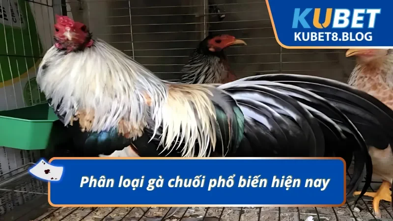 Gà chuối có ba loại phổ biến nhất hiện nay