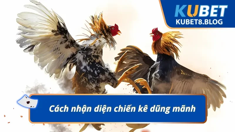 Một chiến kê dũng mãnh thường được đánh giá dựa vào phong độ, màu lông, lối đá