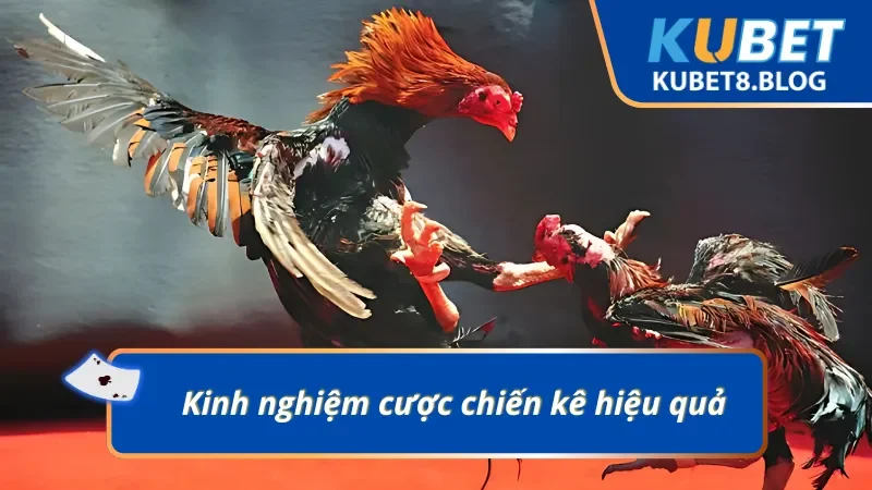 Việc học hỏi kinh nghiệm từ các cao thủ bạn đặt cược thông minh hơn