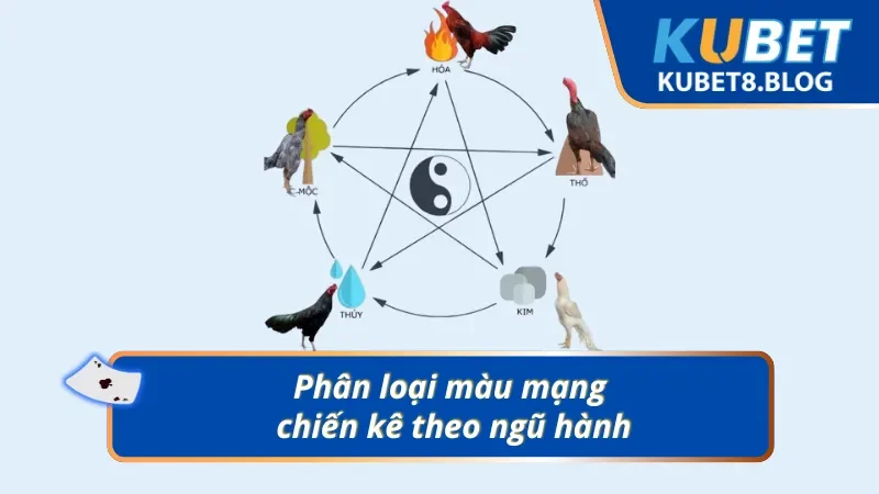Phân loại màu mạng của chiến kê dựa theo ngũ hành