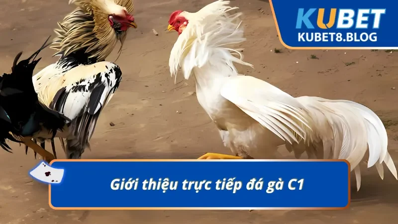 Thông tin đáng chú ý về trực tiếp đá gà c1