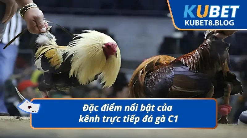 Trải nghiệm đá gà C1 bùng nổ với dịch vụ hoàn hảo