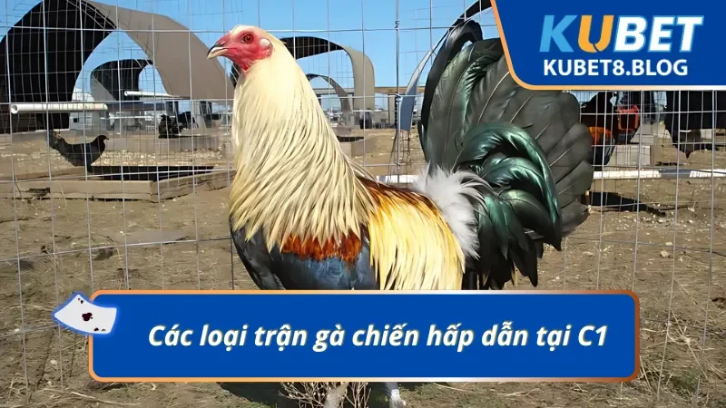 Trải nghiệm trực tiếp đá gà C1 với đủ thể loại gà chiến